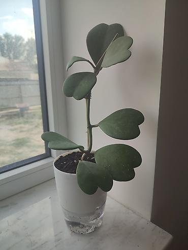 Хойя керри (Hoya kerrii) в горшке - Компактное комнатное растение с