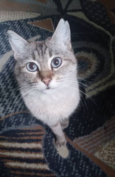 лоток для котят: Отдам взрослую кошку (девочка). Только в Бишкеке. Номер