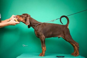 Psi: Registrovana odgajivačnica SCHWARZE MACHT nudi prelepu štenad na lalafo.rs — 10 Psi: Registrovana odgajivačnica SCHWARZE MACHT nudi prelepu štenad — 10