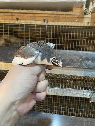 Другие с/х животные: Китайские расписные перепелки - Породы/окрасы: смешанные – тёмные — 19