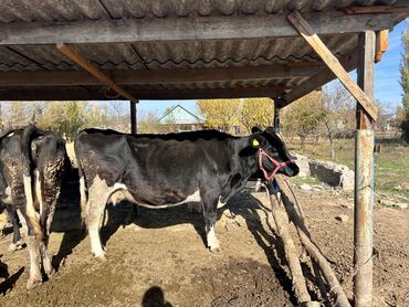 породистые коровы в бишкеке: Продаю | Корова (самка) | Для молока