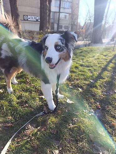 Другие услуги: 🐾 Лапки под присмотром — забота, как для своих.🐾 Я няня для ваших — 5