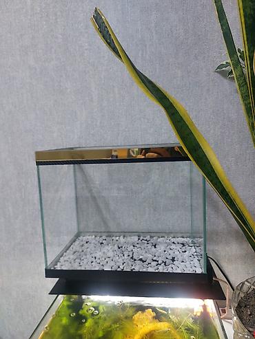 akvarium qızdırıcı: Qold Akvaryum çox gözəl görnüşə malikdi yenidi ölçü 35×22×29 bunan — 1