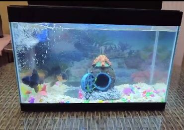 akvarium balıq: 20 litrlik akvarium - filter -daş və dekor - işiq - 5 ədəd balıq ( 2