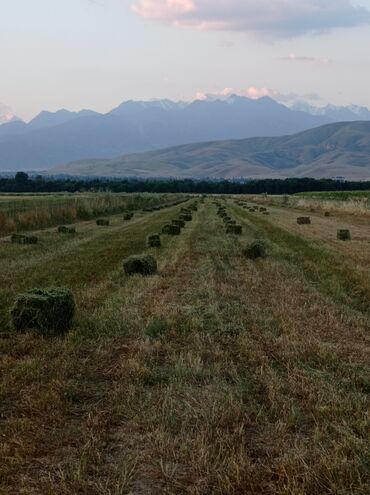 продам пшеницу: Продаю клевер на тюках