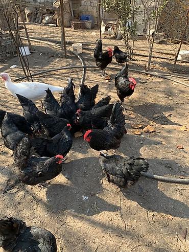 ordək yumurtası: Toyuq, Australorp, Damazlıq, Ünvandan götürmə — 7