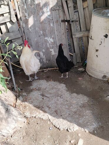 Xoruzlar: Ağ rəngli avstrolop xoruz - Rəng: krem-ağ tüklər, iri qırmızı daraq — 9