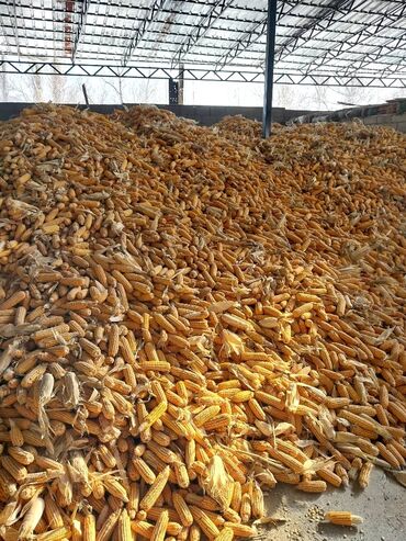 гепарин цена бишкек: Продаю кукурузу в пачатках по 13с