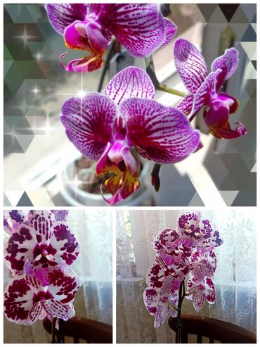 большие растения: Орхидейки,которые отцвели или болеют,куплю с большим