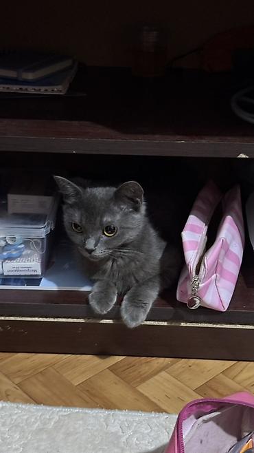 белые кошки купить: 3 котенка и 2 кошки отдам в добрые руки Пушистые — 3