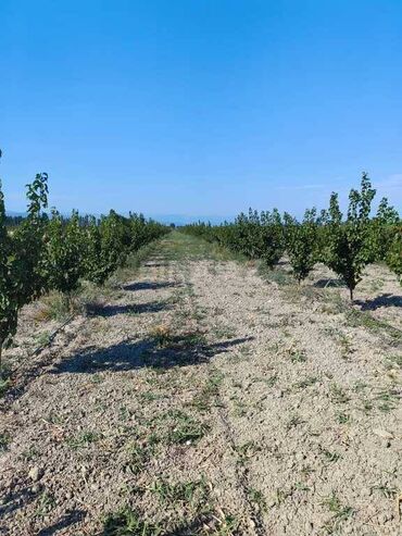 yasil dere torpaq: 165 sot, Biznes üçün, Kupça (Çıxarış)