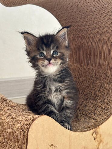 мейн кун бишкек 😺 питомник lyubushka 🐈 купить котенка 🐾 цена фото: Порода: мейн-кун, котёнок Описание: - Крупный формат породы с