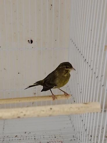 Qəfəslər: Daimi qus isi ile mesqul olanlar biler bu qiymete erkek bulbul esla — 3