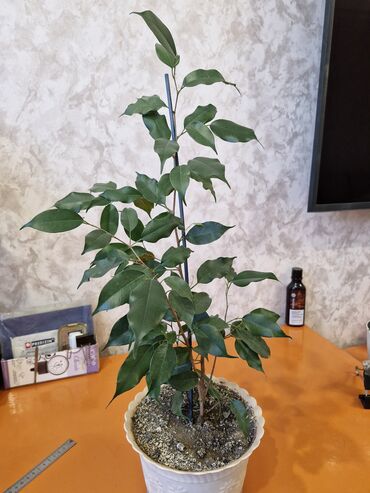 Герани и пеларгонии: Комнатные цветы at lalafo.kg — 1 Герани и пеларгонии: Комнатные цветы — 1