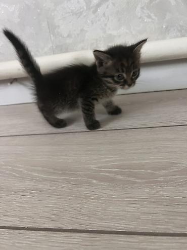 мейн кун кошки: - Подарите котятам счастливую жизнь в любящем доме! 🐱❤️ — 1