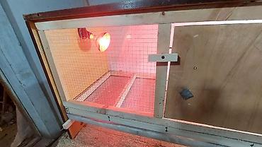 Товары и оборудование для с/х животных: Брудеры для цыплят утят гусят индюшат фазанов павлинов, домашние — 12