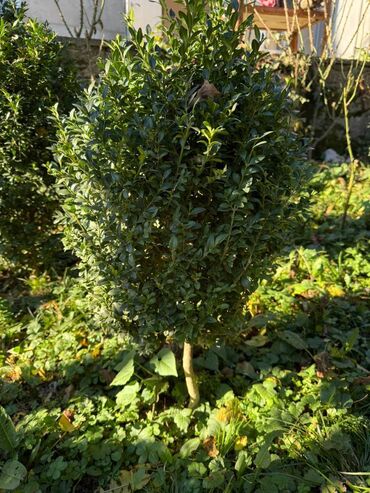 Şitillər: Şimşir tingləri satıram. Onlar dekorativ haşiyələr, hedcinqlər və — 11