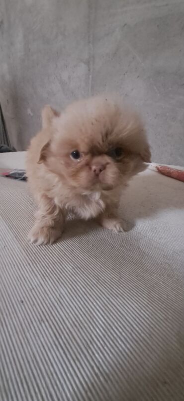 пудель карликовый цена: Пекинес