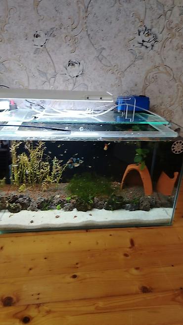 çəpiş satışı: Dördbucaq akvarium, Balıqlarla birlikdə, 120 l, Ödənişli çatdırılma — 3