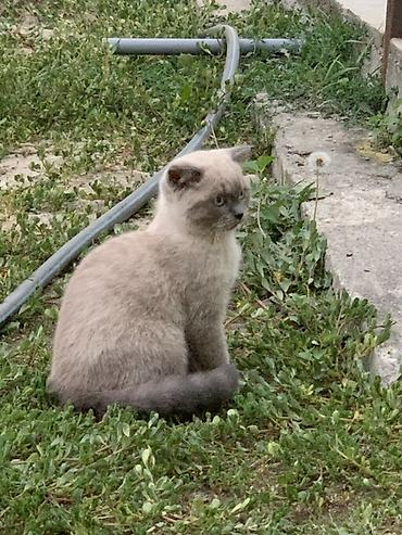 кошки сиамская: Скотиш Фолд (Шотландская вислоухая), 3 месяца, Девочка, Серый — 1