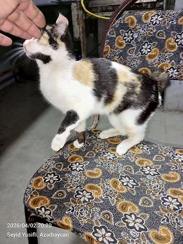 Pişiklər: Dişi, Yaxşı əllərə — 2