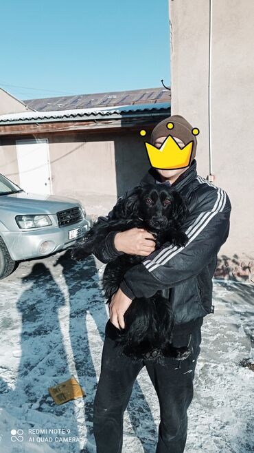 спаниель in Кыргызстан | СОБАКИ: Продаю собаку породы Английский Кокер Спаниель. Собака ухожена и