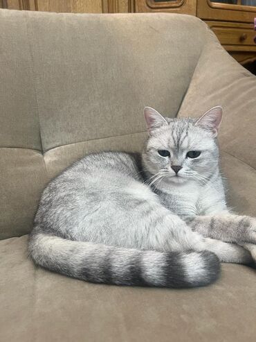 кот на вязку: Кот, 2 года привитый Scottish straight. Приученый, умный и