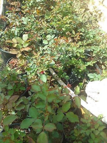 güllü tort: Floribunda 4 fəsillik həmişə yaşıl qızıl güllər satılır . bu qızıl — 4