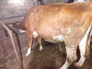 Inəklər, öküzlər: Südlük inəklər - Cins: Qarışıq südlük tip (qara-ağ alacalı və — 4