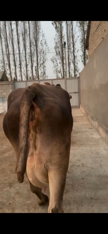 Inəklər, öküzlər: Simental tipli inək və buzov dəsti - Cins/Tip: Simental (qəhvəyi -da lalafo.az — 4 Inəklər, öküzlər: Simental tipli inək və buzov dəsti - Cins/Tip: Simental (qəhvəyi — 4