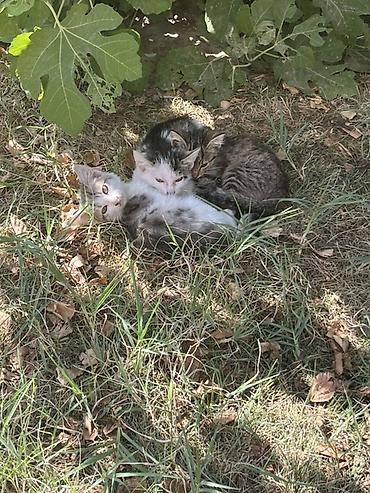 бенгалская кошка даром: Кошка даром: Беспородная, 2 месяца, Девочка — 4