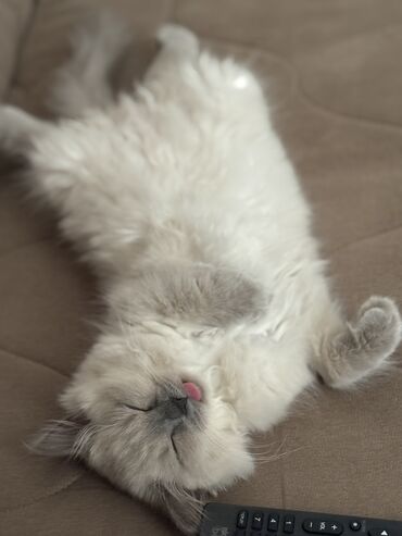 Pişiklər: Şinşilla, Erkək, Cütləşmə üçün — 9