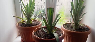 куплю строительный инструмент: Саженцы : Самовывоз, Платная доставка