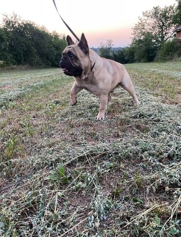 Psi: Muzijak francuskog buldoga dostupan za parenje,star 2 godine — 5
