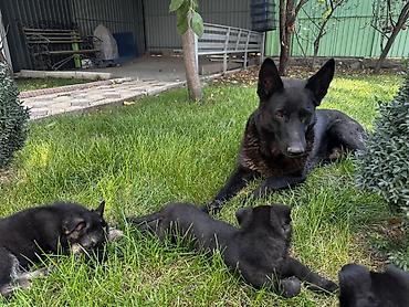 🐕 Щенки восточно-европейской / немецкой овчарки Предлагаем крепких