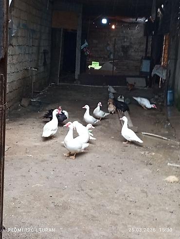 K/t heyvanları və malları: 5Dişi 4erkəy Tam sağlam Ördəklərdi Hamsi bir yerdə 180manat — 5