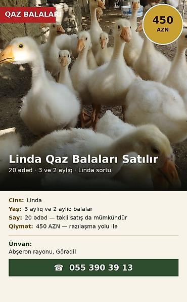 Qazlar: Erkək, | Linda, Damazlıq — 2