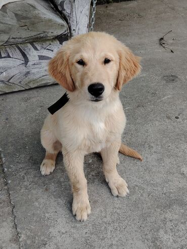 Retriever, 3 ay, Erkek, Ödənişli çatdırılma