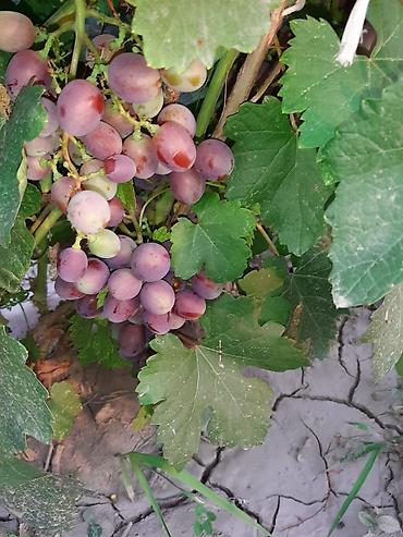 Долгосрочная аренда домов: Продаётся 2 жилых дома на одном участке в Петропавловке ул Фрунзе — 27