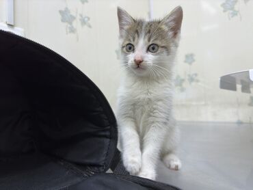 шотланский кот: Котята ищут дом 2 мальчика и 1 девочка лапочка Возраст 1,5-2 месяца