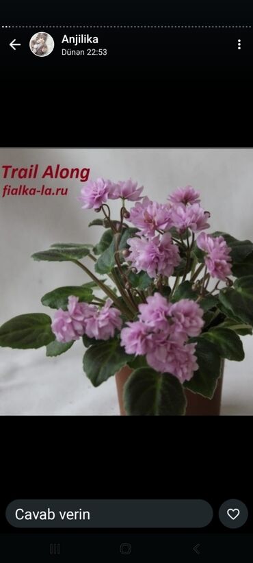 Otaq bitkiləri: 5 — 3