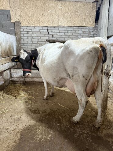 продаю связи с переездом: Продаю | Корова (самка) | Полукровка, Голштин, Алатауская | Для разведения, Для молока | Стельные, Привязанные