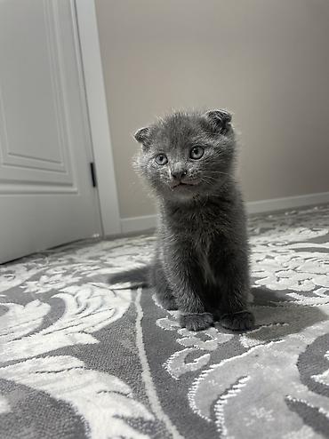 Продажа кошек: Шотландские вислоухие котята (Scottish Fold), окрас сплошной голубой — 2