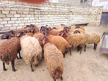 Qoyunlar, qoçlar: Satılır: Qoyun sürüsü - Növ: yerli xalı/xar (uzunquyruq, yağlı — 1