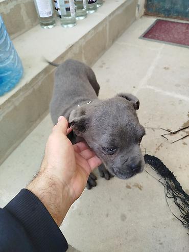 pitbul satanlar: Amerikan sortu pitbul Boz rəngdə balaca it balası - Cins: qısa tüklü — 2