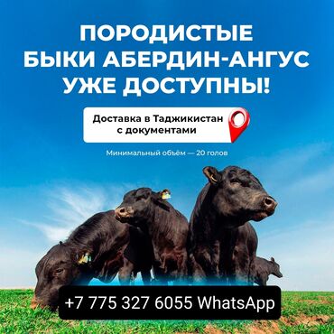 продаю бычки: Продаю | Бык (самец), Тёлка | Абердин-ангус | На откорм, На забой, Для разведения
