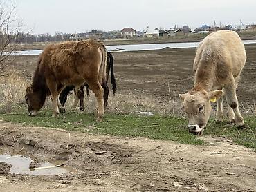 Коровы, быки: Продаю | Бык (самец) | На откорм — 7