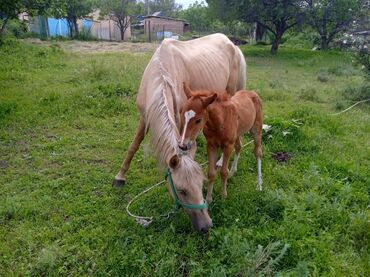 маленькие лошади: Продаю | Кобыла (самка) | Кара Жорго | Для разведения, Для молока | Племенные