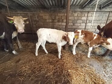 Heyvanlar: Dana, buzov, Dişi, ay: 1, 50 kq, Damazlıq, Ünvandan götürmə lalafo.az -da Heyvanlar: Dana, buzov, Dişi, ay: 1, 50 kq, Damazlıq, Ünvandan götürmə