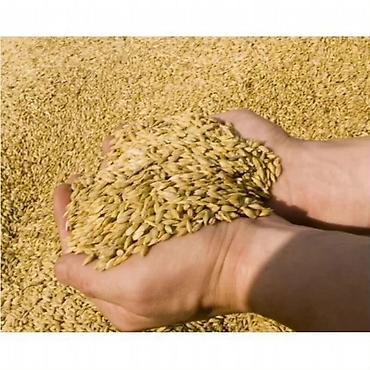 Продаю ячмень чистый крупный зерно полное калорийное с доставкой